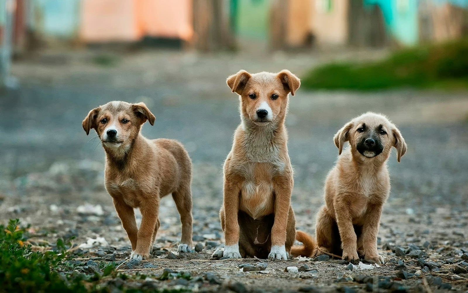 The family walking a line of Labradors along a fence at the edge of a field.