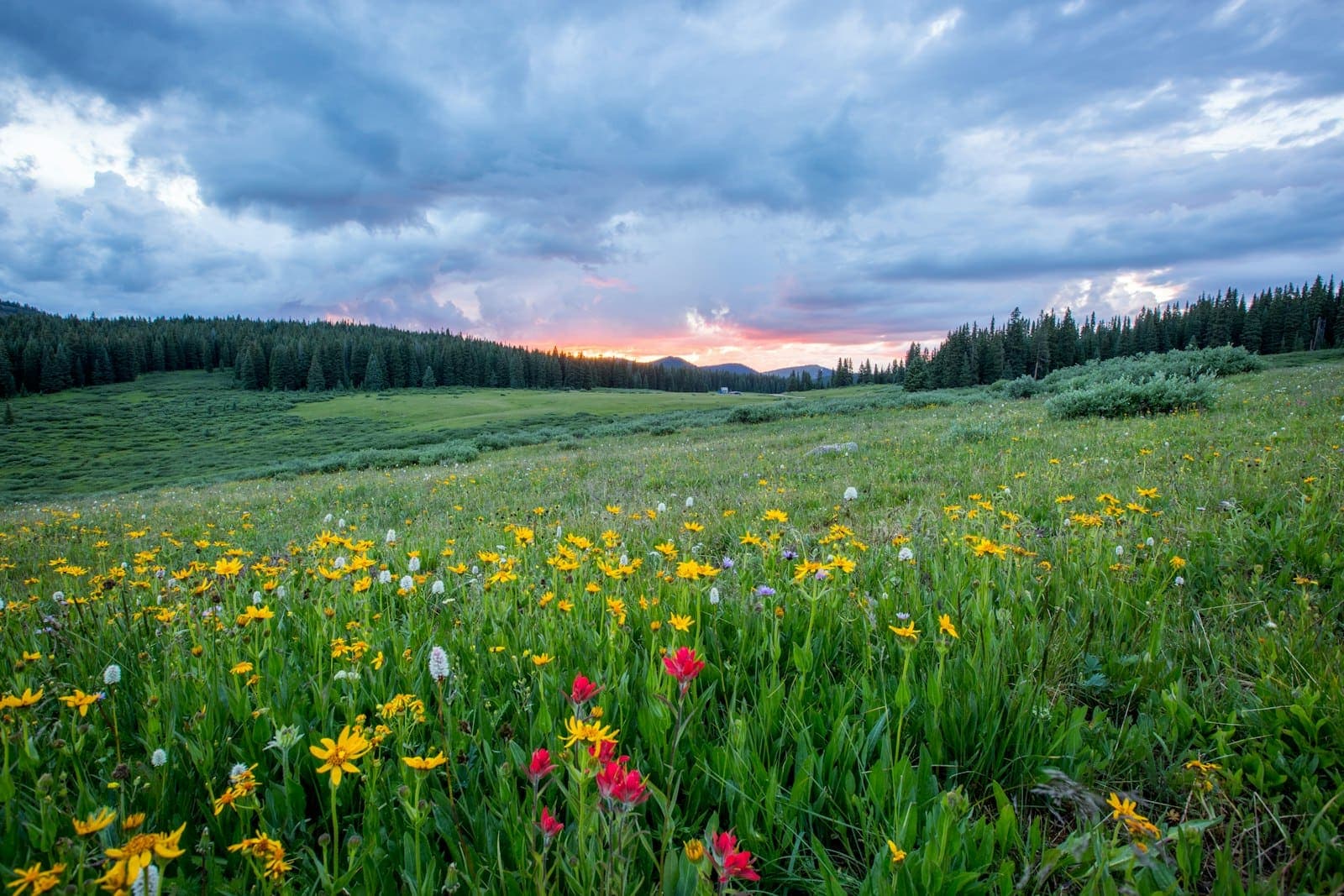 The hill meadow at dusk on the approach to the farm, with the treeline behind it.