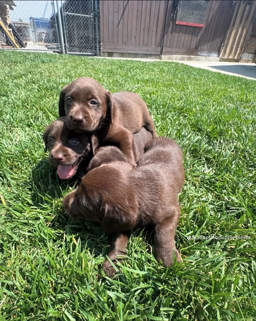 A chocolate Labrador puppy in a red collar lying in cut grass.