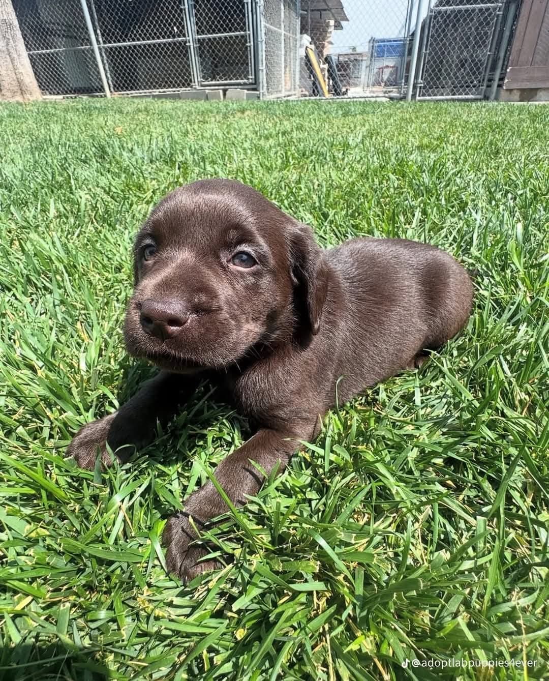 A chocolate Labrador puppy in a green collar sitting on cut grass.