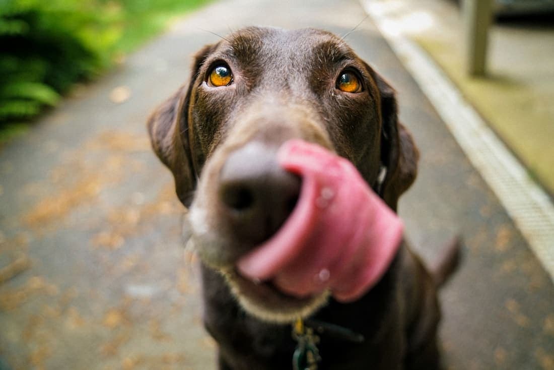 A chocolate Labrador dam photographed head-and-chest against open ground.
