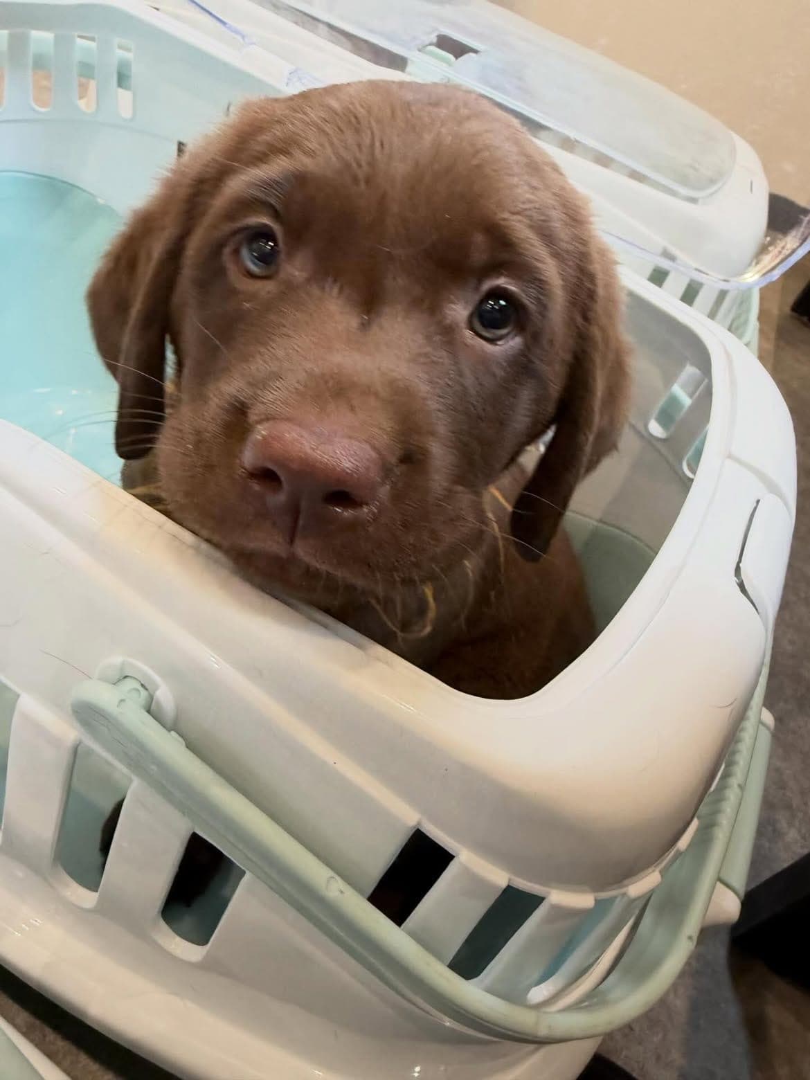A cute chocolate-brown puppy with a smooth coat, bright expressive eyes, floppy ears, and an adorable playful personality. The puppy is wearing a red collar and looks happy, friendly, and energetic.