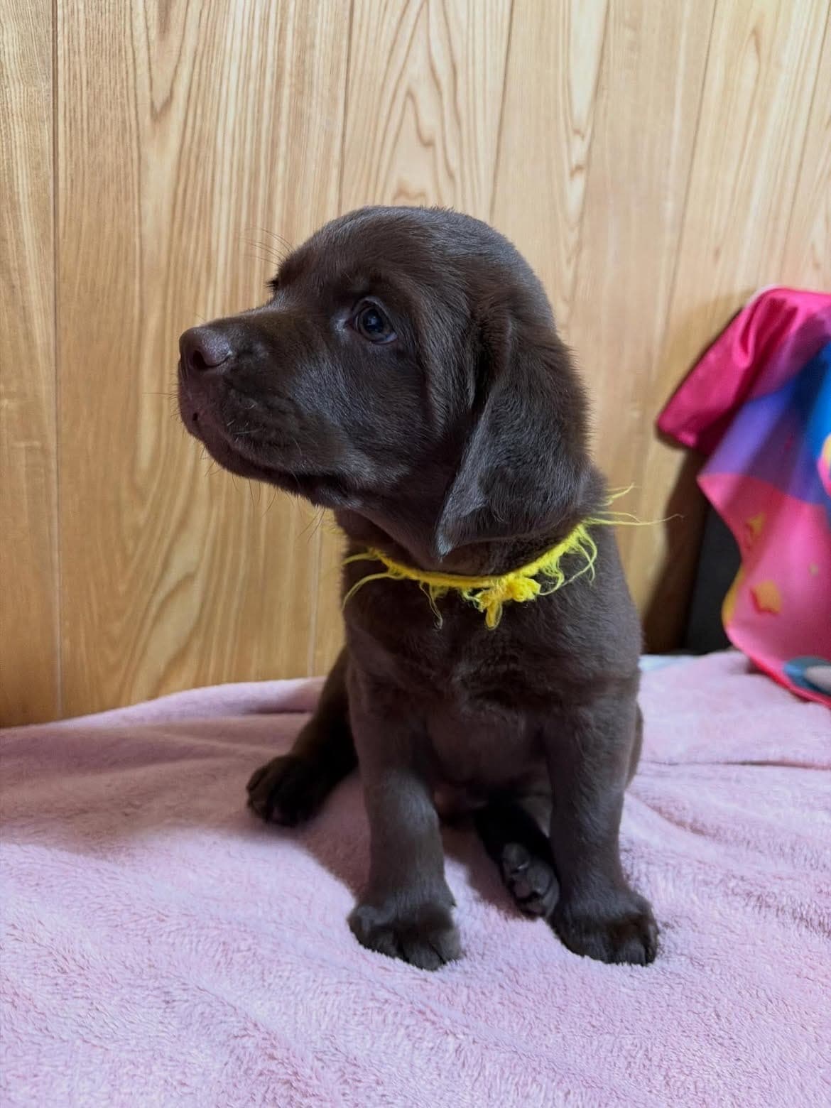 A rich chocolate Labrador puppy with a soft, glossy coat and a gentle, expressive face. Calm and affectionate in quiet moments — happy to settle in with a favorite toy — but bright-eyed and ready to play the second she’s picked up. Well-proportioned build with a broad head, plush drop ears, and sturdy paws that hint at a solid, athletic adult frame. Confident on her feet and already comfortable with handling, which makes for an easy transition into a new home.
