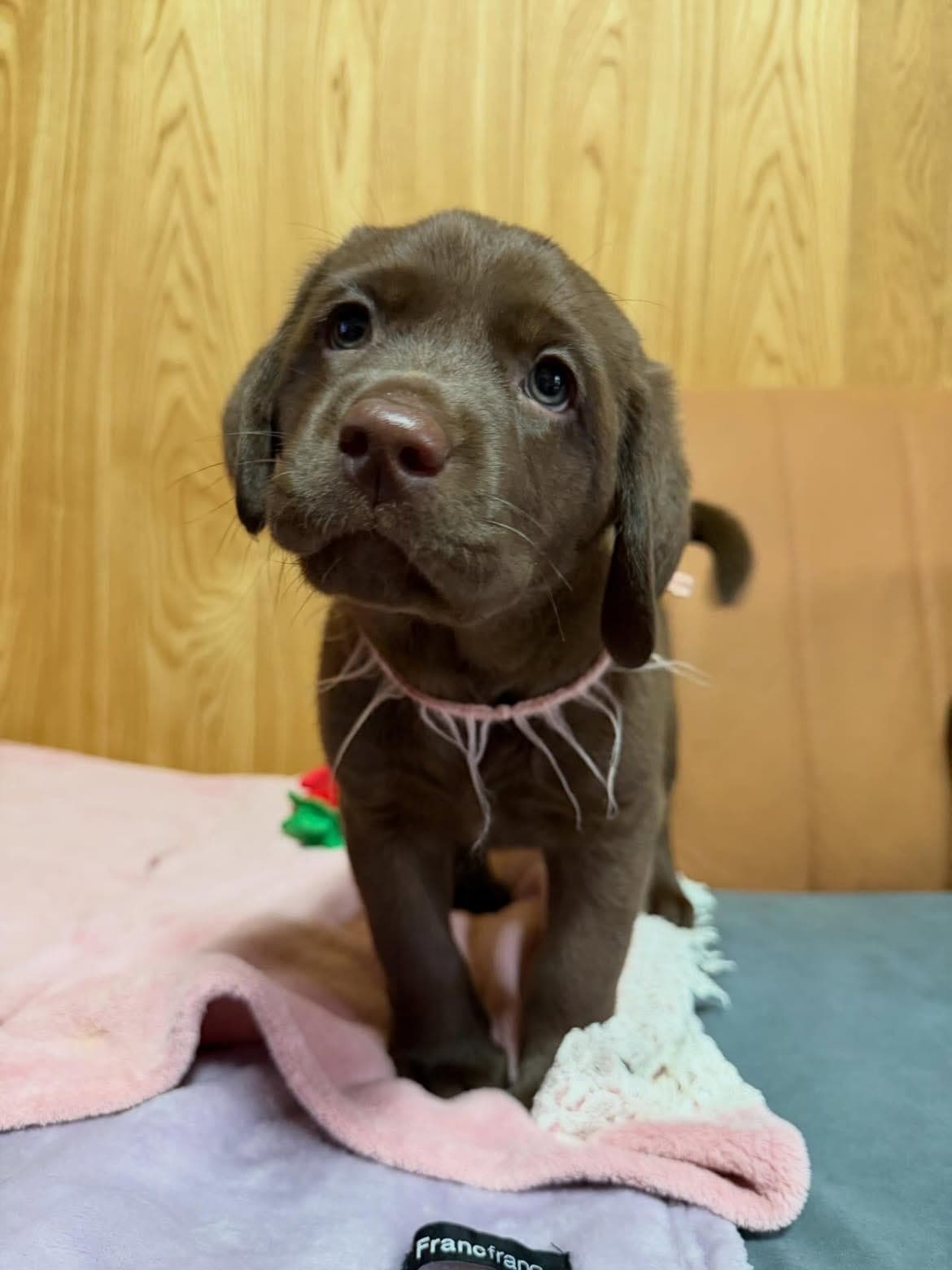 A warm-toned chocolate Labrador puppy with a sweet, wide-eyed expression and a smooth, glossy coat. Sits up attentively and makes eye contact easily — a curious, people-focused pup who wants to know what’s going on around her. Softer, more delicate features than her littermates, with a slightly finer head, long plush ears, and neat well-set paws. Gentle and easygoing to handle, and comfortable being photographed and lifted.