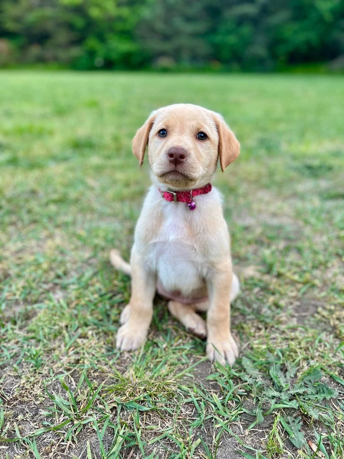 A soft cream-yellow Labrador puppy with a clean, pale coat and a sweet, level expression. Sits politely and holds eye contact — already showing the steady, biddable temperament the breed is known for. Comfortable outdoors on grass, walks calmly on a lead, and settles quietly for car rides, which points to a confident, low-anxiety pup. Broad little head, neat drop ears, and strong straight legs on a well-fed, healthy frame. Gentle and unbothered around children.