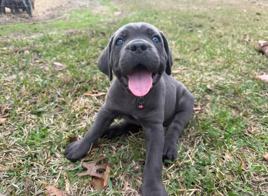 A stocky, well-built blue puppy with a broad head, heavy muzzle, and thick straight legs — substantial bone for her age. Bright and outgoing in every shot: mouth open, tongue out, moving confidently across open ground and coming straight toward the camera. Clearly comfortable outdoors with littermates and unfazed by new surroundings, which reads as a bold, sociable temperament. Smooth, tight coat with good condition and a healthy, solid frame.