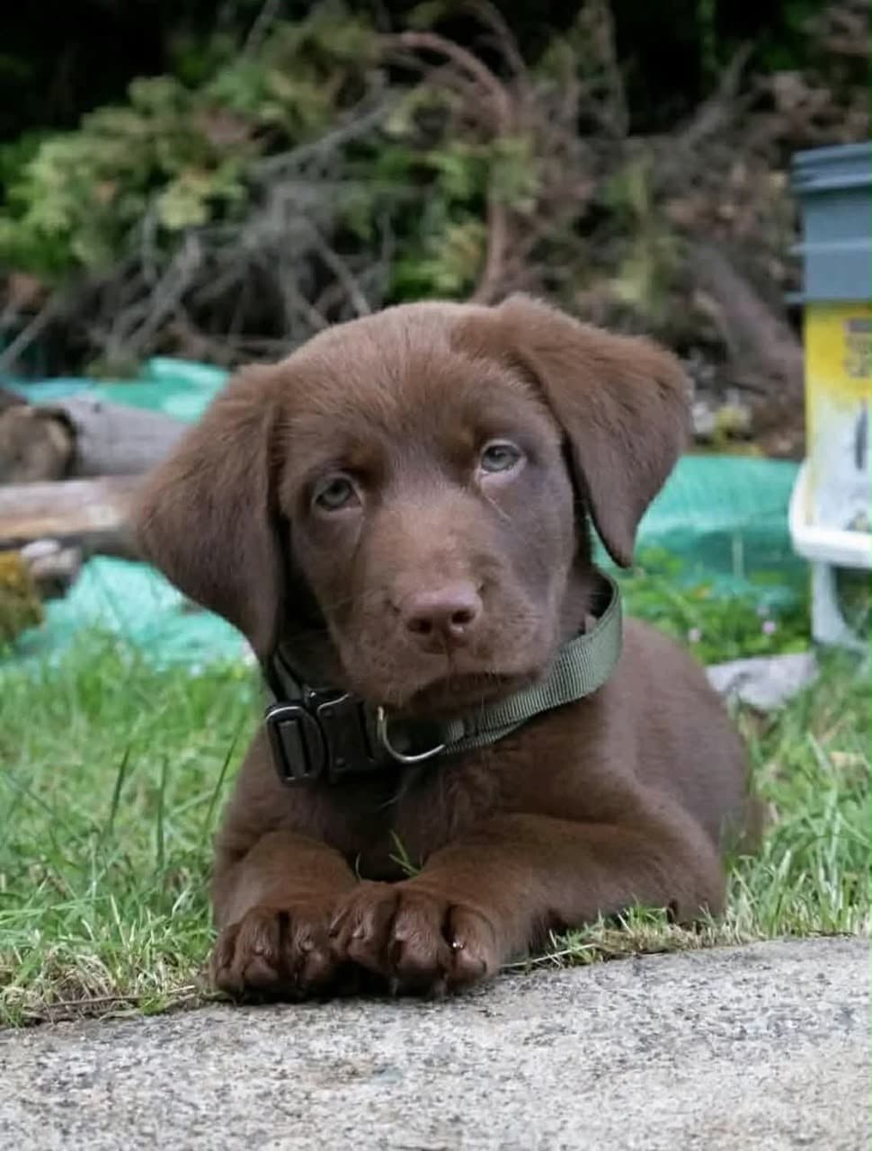 A cute chocolate-brown puppy with soft floppy ears, striking light blue-gray eyes, and a smooth coat. The puppy is sitting on a concrete surface and wearing a dark green collar, looking directly at the camera with a sweet, curious expression.