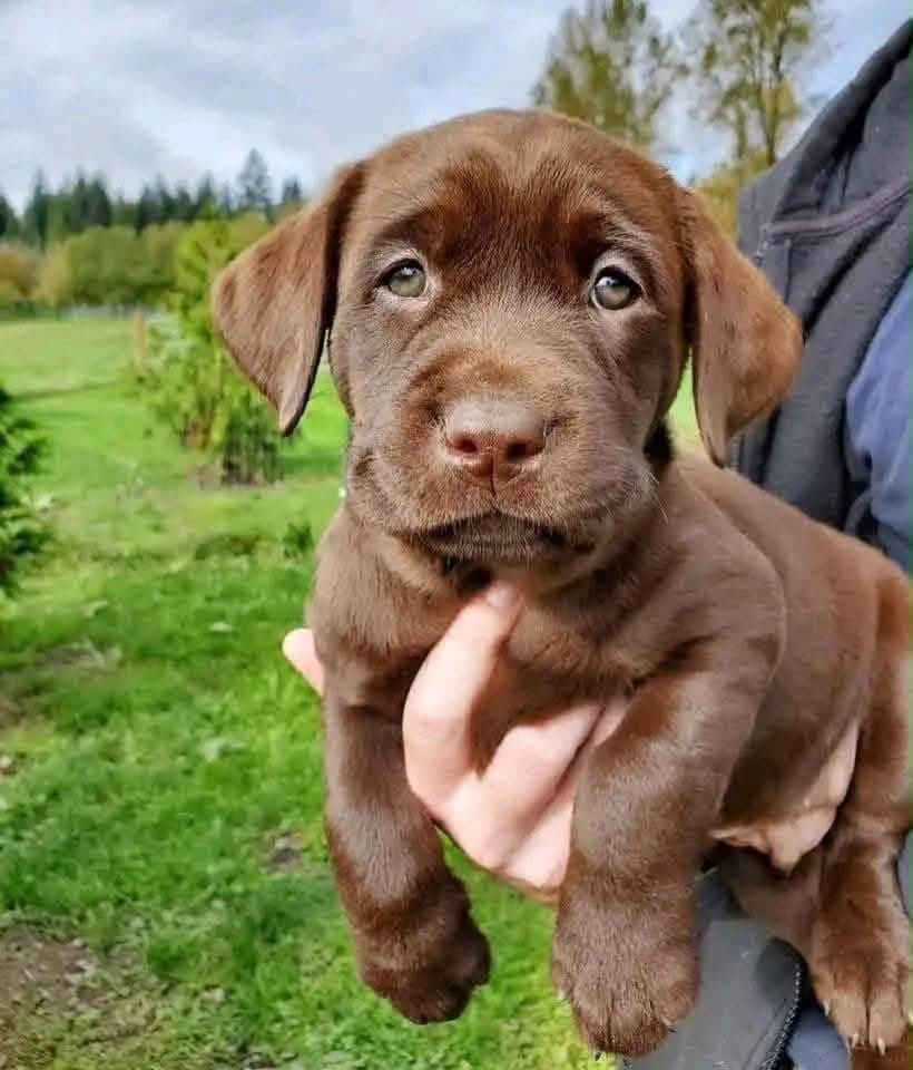A striking chocolate Labrador puppy sitting on a sunlit garden path, head tilted in curiosity. His coat is a deep, even cocoa brown with a soft sheen, set off by a liver-pink nose and clear blue eyes. Long velvety ears frame a broad, gentle face, and his oversized paws hint at the sturdy, athletic dog he’ll grow into. Calm and inquisitive outdoors — confident enough to hold still and study the camera rather than bolt for the grass. A sweet-natured, well-conditioned pup with the classic Labrador temperament: gentle, people-focused, and eager to be near you.