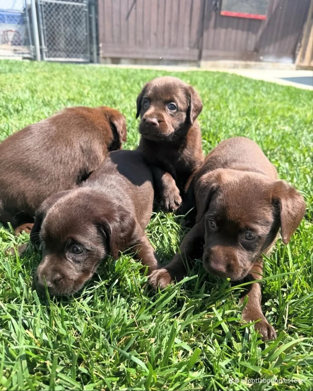 Four chocolate Labrador puppies in grass, one climbing over the others.