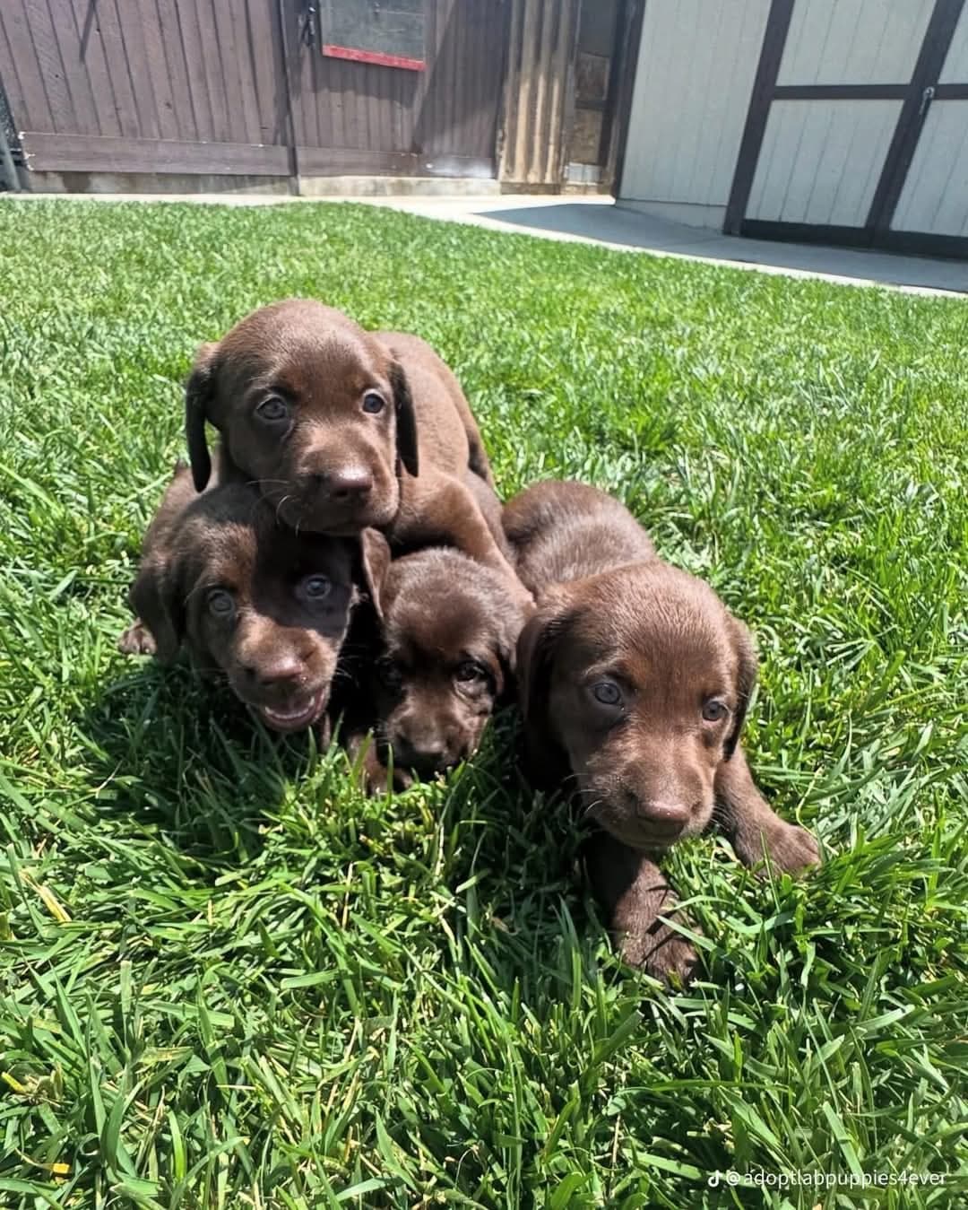 A group of chocolate Labrador puppies in long grass.