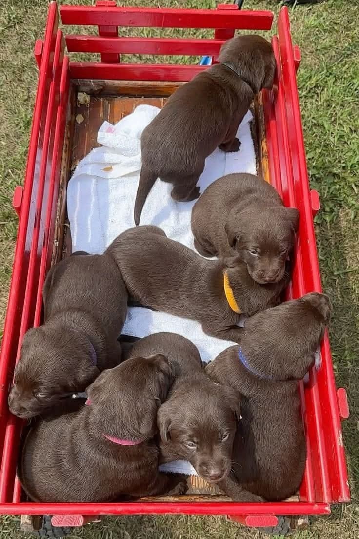 Chocolate Labrador puppies asleep together in a red wagon.