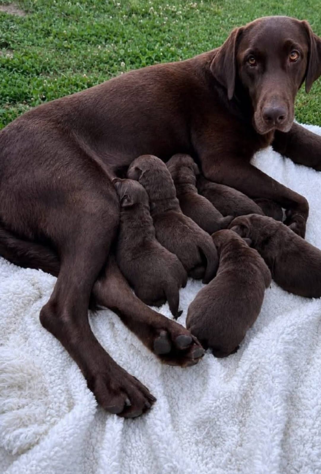 A chocolate Labrador puppy beside her littermates.